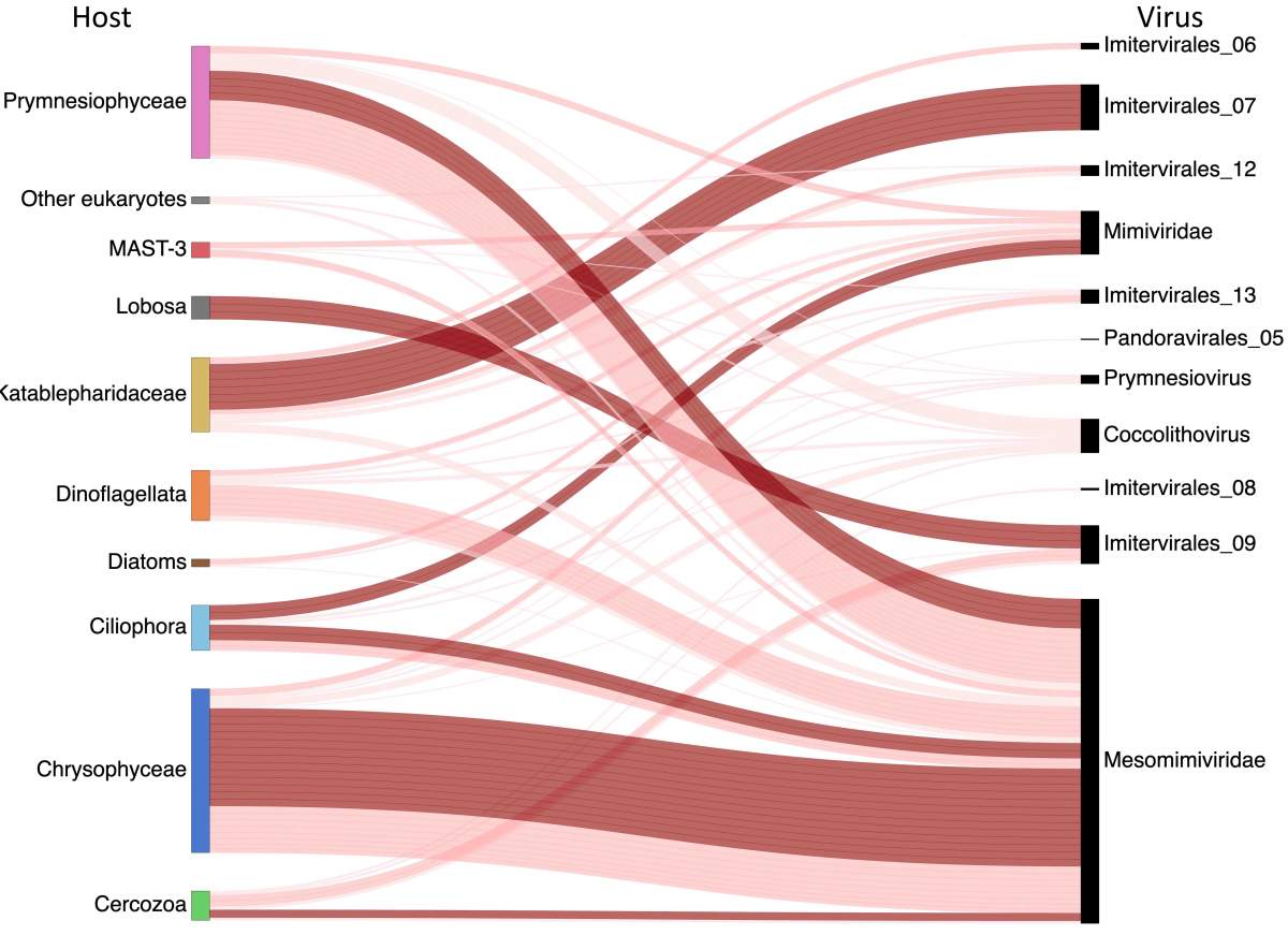 La ligne qui relie un virus géant à une algue minuscule : familles d'algues unicellulaires (à gauche) et virus géants (à droite) qu'elles hébergent, tels que découverts dans l'étude.
