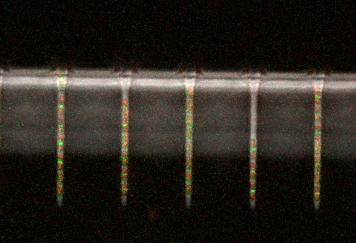 Le dispositif expérimental : Des canaux microfluidiques d'un micron de large dans lesquels des bactéries E. coli, marquées avec des marqueurs fluorescents, ont été cultivées et suivies sur plusieurs générations.