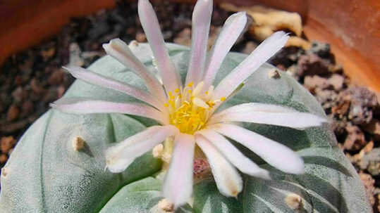 Rêves de cactus : Révéler les secrets de la fabrication de la mescaline