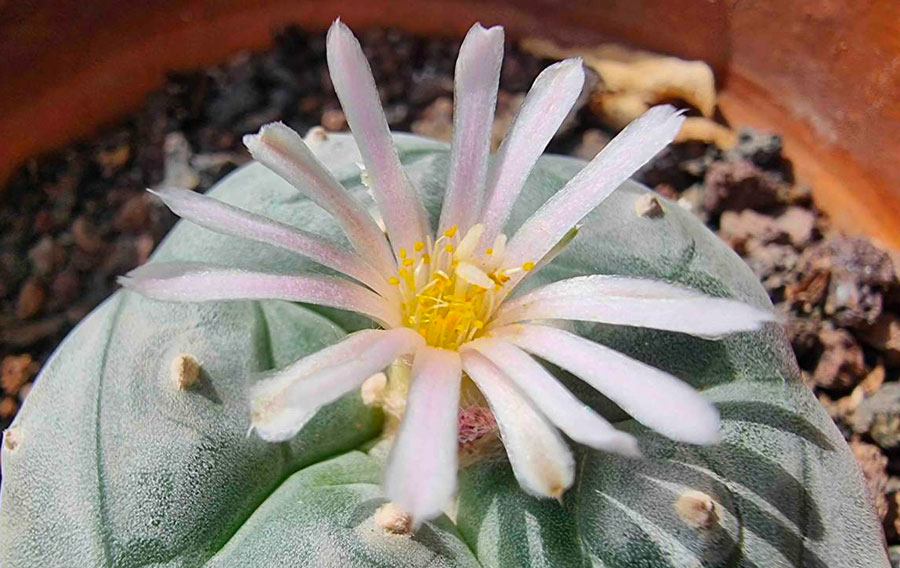 Rêves de cactus : Révéler les secrets de la fabrication de la mescaline