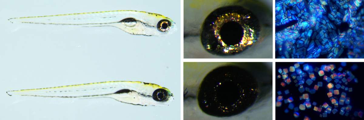 Poisson zèbre avec (rangée du haut) et sans (rangée du bas) la capacité d'exprimer une enzyme appelée pnp4a, qui est essentielle au processus de production de cristaux. 