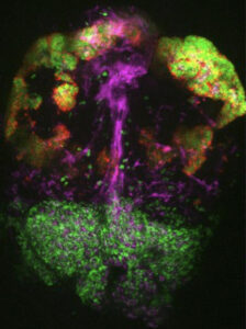 Image de l'hypophyse du poisson zèbre, révélant la diversité de ses populations cellulaires : les pituicytes astrogliales (violet) et deux types différents de cellules productrices d'hormones (rouge et vert).