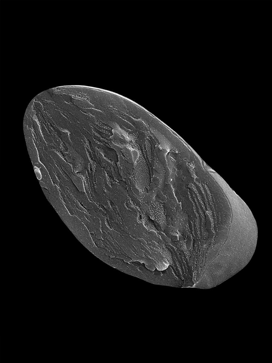 Image au cryomicroscope électronique à balayage d'un chloroplaste rompu par congélation, obtenu à partir du tissu environnant, offrant une vue des membranes photosynthétiques et des complexes protéiques qu'elles contiennent.
