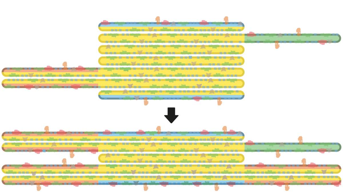 Diagramme montrant les changements dans la structure spatiale des membranes des chloroplastes lors du passage de l'obscurité (en haut) à la lumière (en bas).
