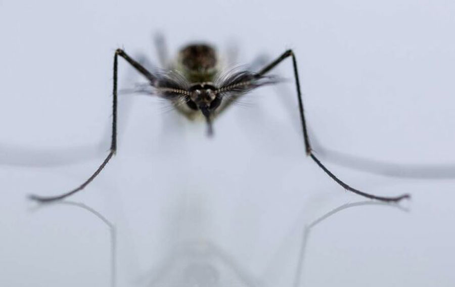 Cristalliser notre compréhension de la malaria