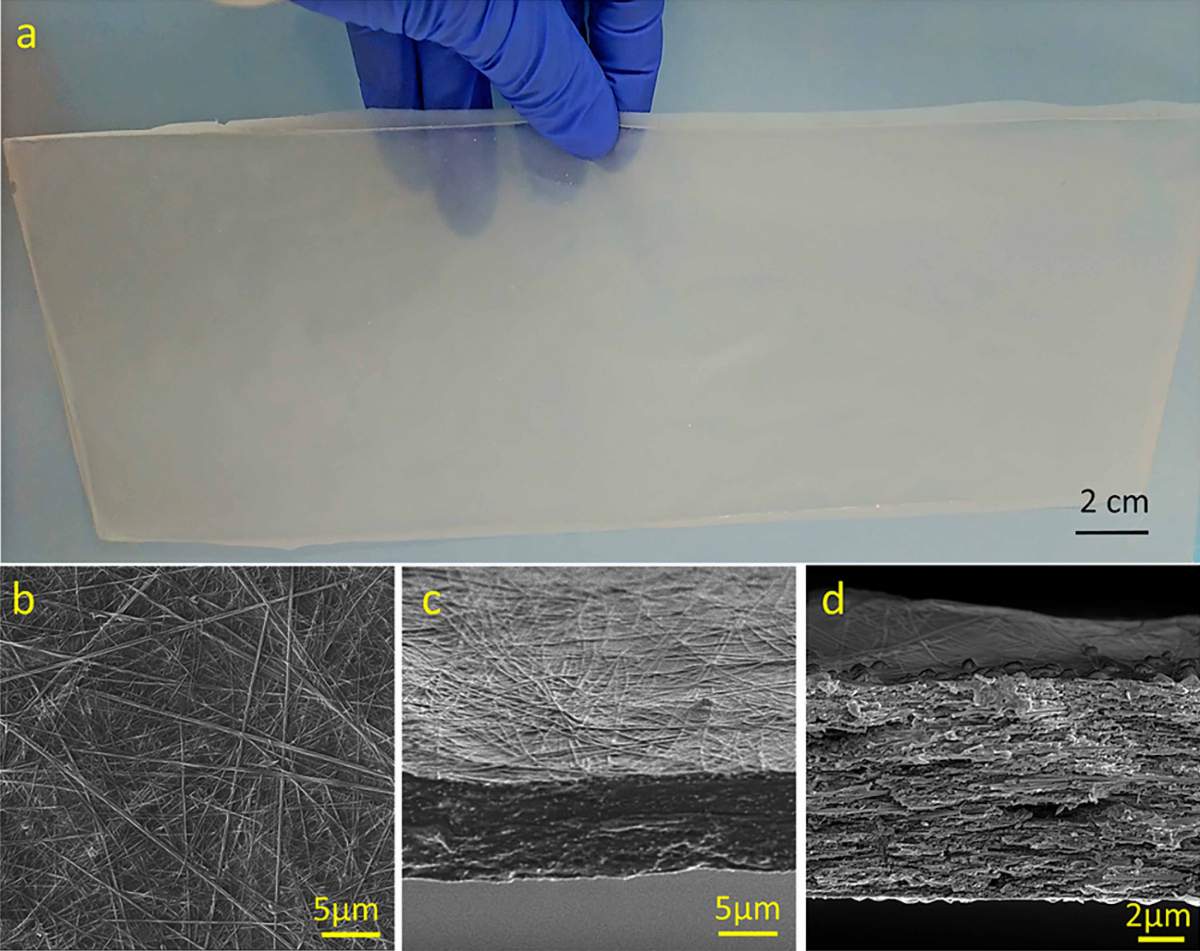 En haut : une feuille du nouveau plastique composite biodégradable créé dans un laboratoire de l'Institut Weizmann. En bas : Images au microscope électronique montrant le matériau vu de dessus (à gauche), en coupe transversale (au centre) et en gros plan de la coupe transversale (à droite).
