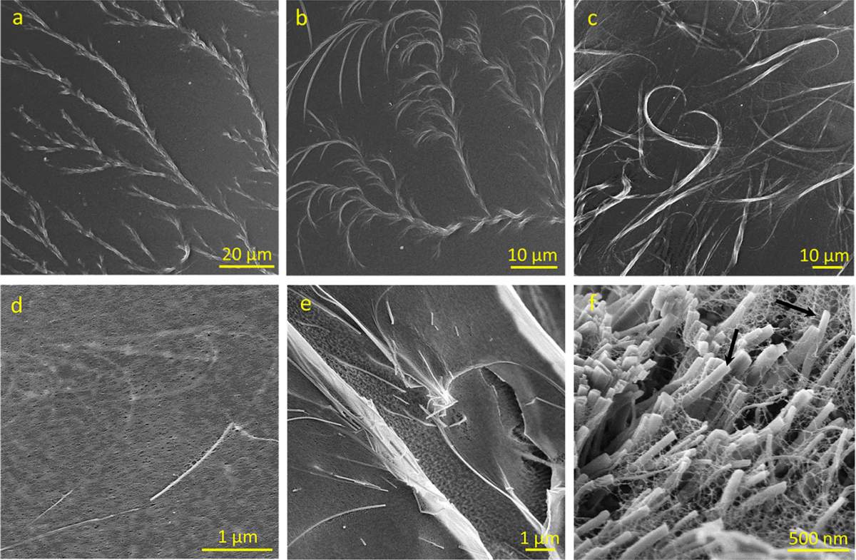 Images provenant d'un microscope électronique (rangée du haut) et d'un cryomicroscope électronique (rangée du bas), de gauche à droite : Développement progressif de nanocristaux de tyrosine dans une solution d'hydroxyéthylcellulose.
