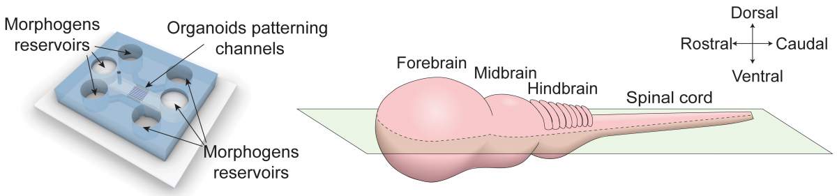 À gauche : schéma de la nouvelle puce microfluidique qui permet aux chercheurs de créer des concentrations variables de morphogènes. À droite : Schéma du système nerveux central de l'embryon.
