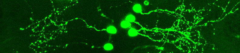 Image fluorescente de six neurones générateurs de sérotonine dans le cerveau d'un poisson zèbre.
