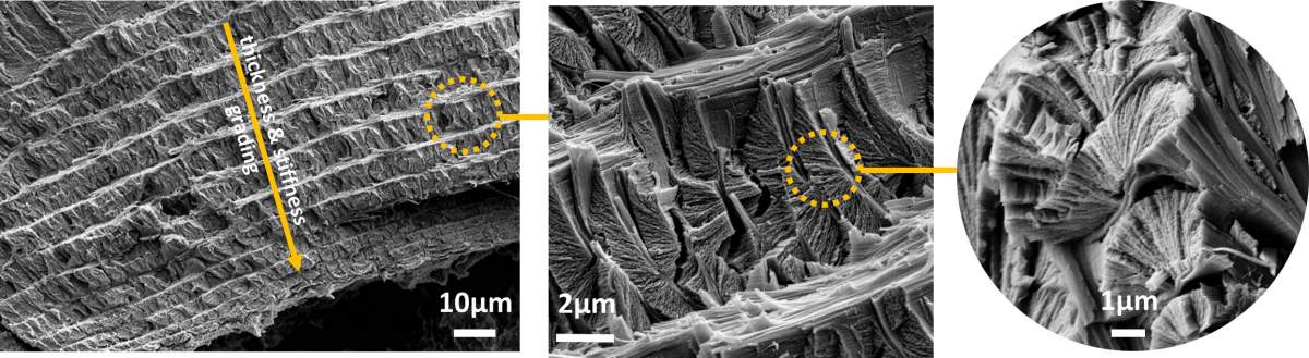 L'enveloppe extérieure (cuticule) d'un scorpion, vue au microscope électronique (le degré d'agrandissement augmente de gauche à droite). 