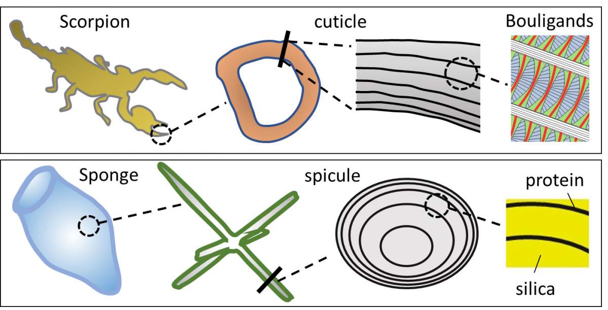 Les structures en couches de deux espèces biologiques : la coquille extérieure, ou cuticule, d'un scorpion et le squelette intérieur, ou spicule, d'une éponge de mer. 