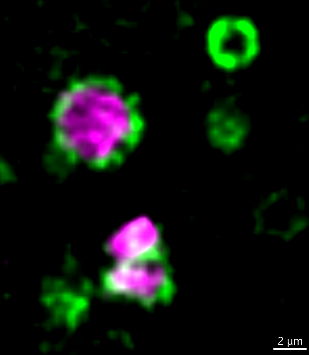 Coupe transversale d'une mitochondrie paternelle de drosophile (magenta) entourée d'une gaine contenant une abondante protéine Rubicon (verte).
