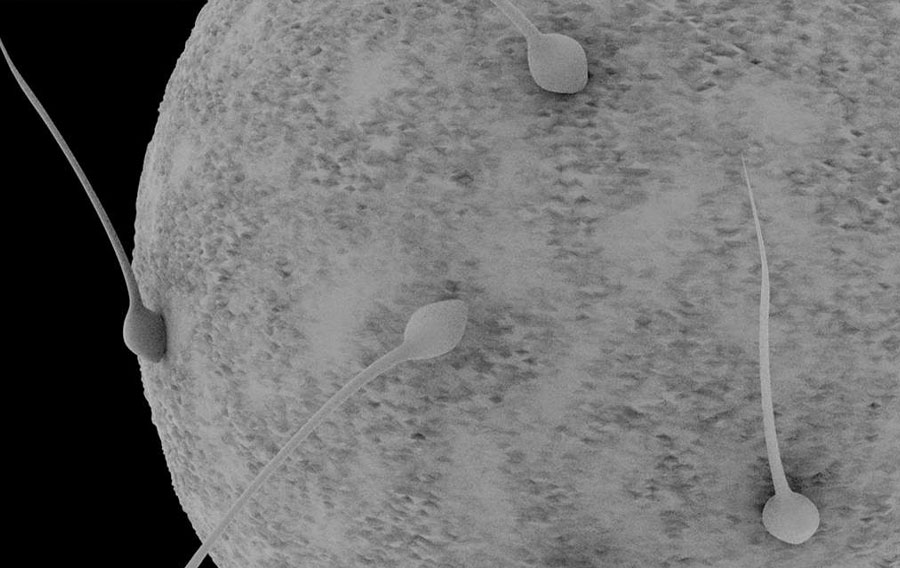 Les spermatozoïdes sont les bienvenus - mais leurs mitochondries doivent disparaître