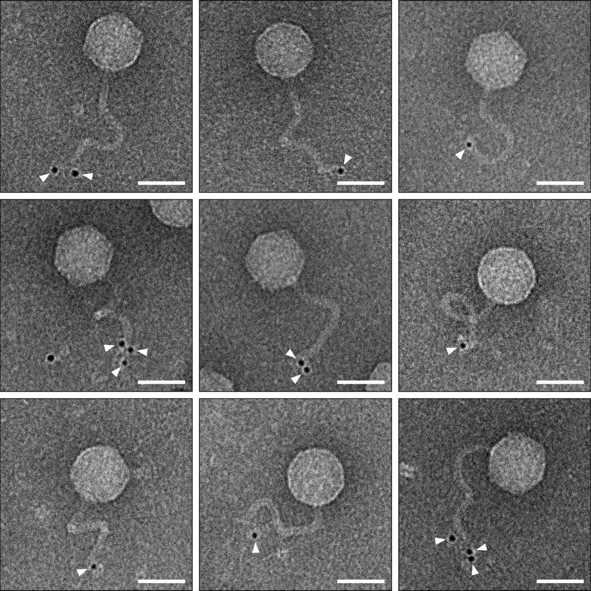 Vue au microscope électronique de phages dupliqués à l'intérieur de cellules bactériennes qui possèdent le système immunitaire découvert dans la nouvelle étude. 